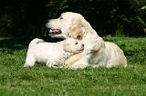GOLDEN RETRIEVER 1072